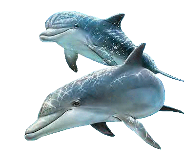 couple de dauphin